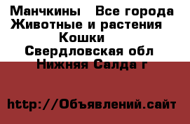 Манчкины - Все города Животные и растения » Кошки   . Свердловская обл.,Нижняя Салда г.